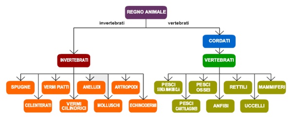 Vertebrati E Invertebrati Digiscuola Scienze