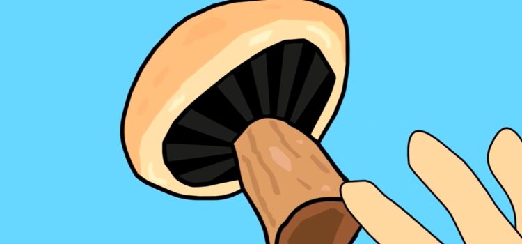 Il regno dei funghi