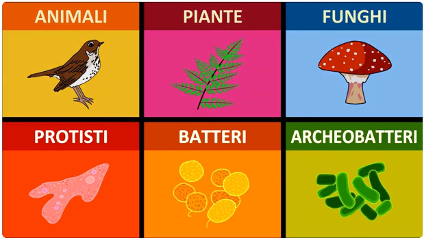 La classificazione dei viventi