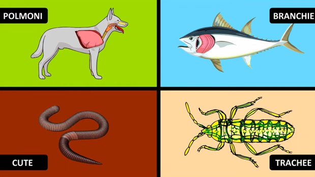 Polmoni, branchie, cute e trachee